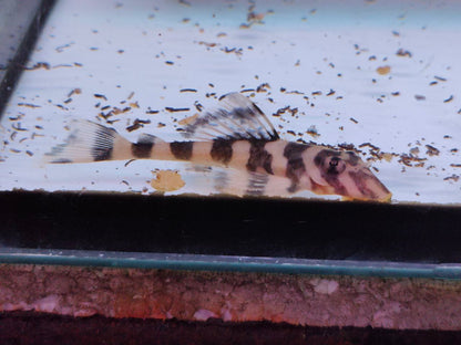 L168 pleco (butterfly)