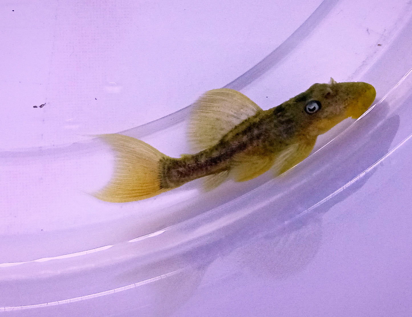 L024 Redfin Cactus Pleco
