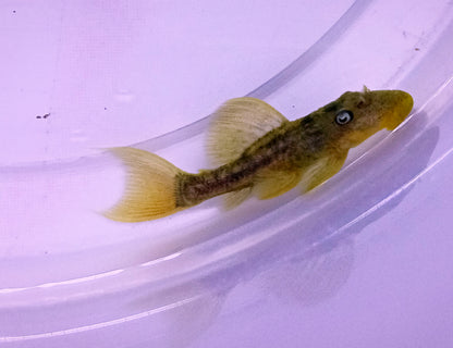 L024 Redfin Cactus Pleco