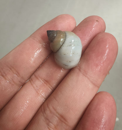 White wizard snail (Filopaludina martensi)