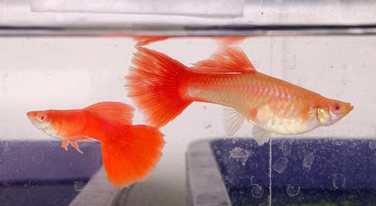Albino Hi-fin Full red guppy PAIR