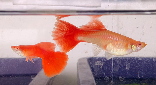 Albino Hi-fin Full red guppy PAIR