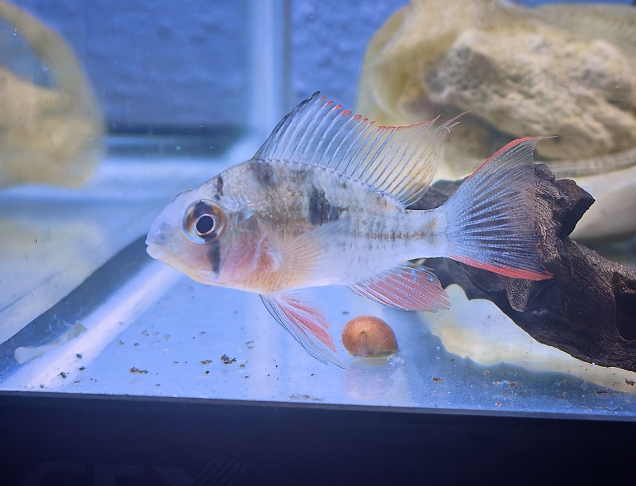 Bolivian ram (Mikrogeophagus altispinosus)