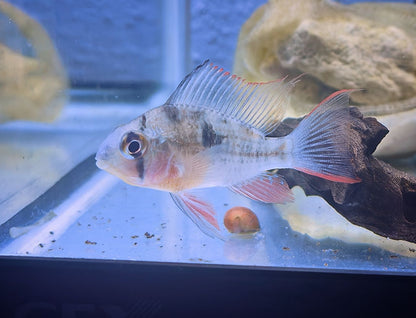 Bolivian ram (Mikrogeophagus altispinosus)
