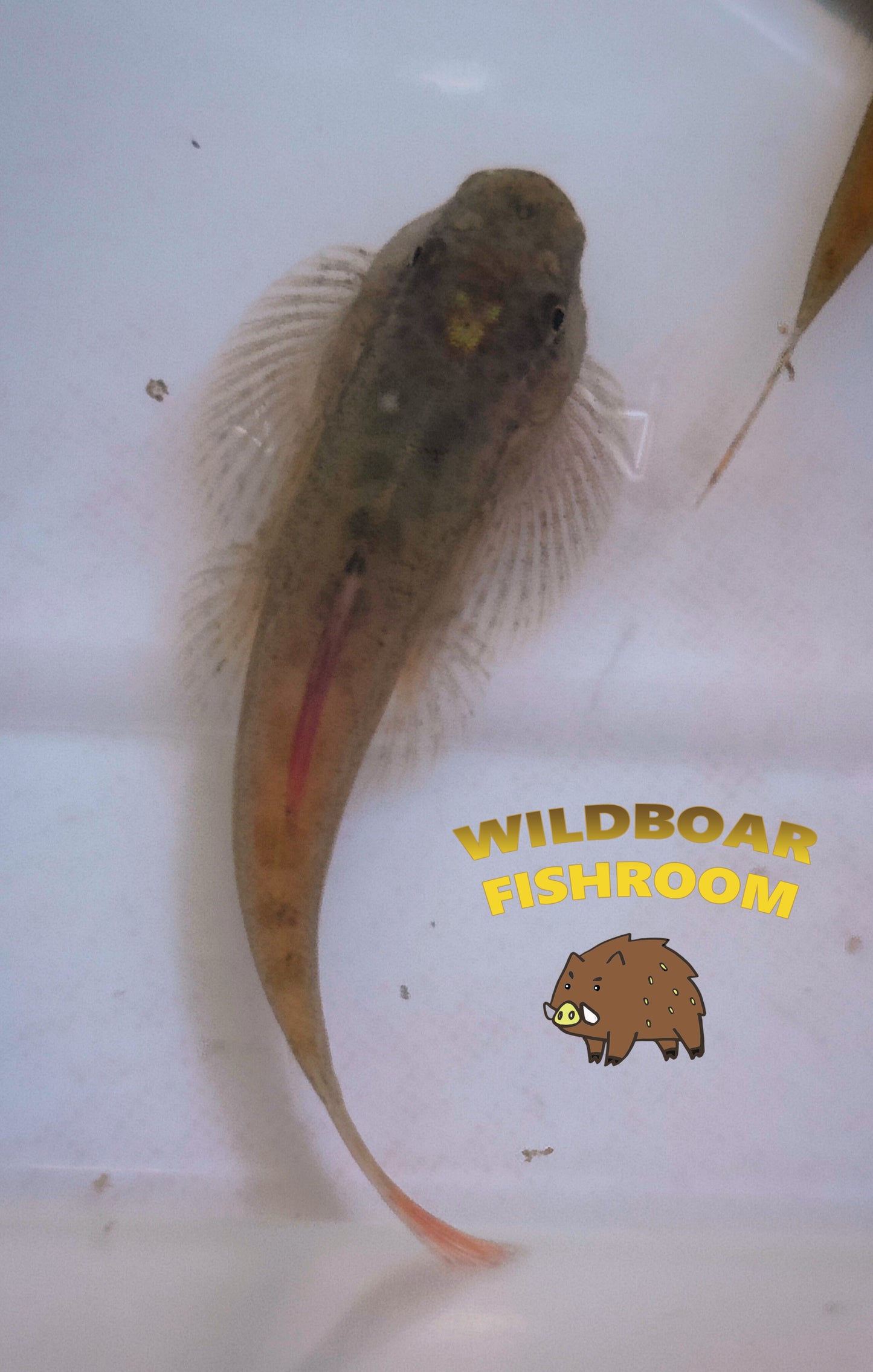 Purple Fin sucker loach (Pseudogastromyzon laticeps)