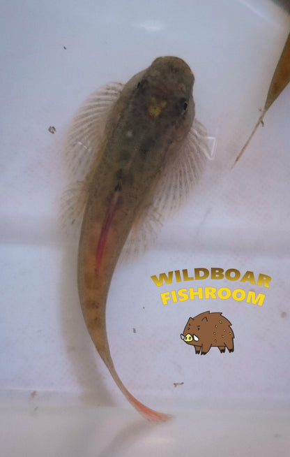 Purple Fin sucker loach (Pseudogastromyzon laticeps)