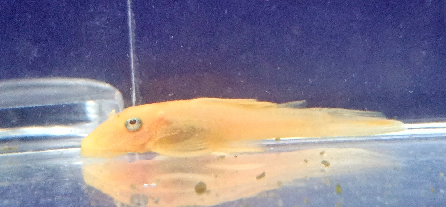L144 Blue eye pleco