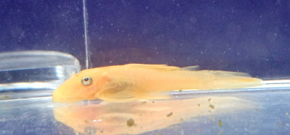 L144 Blue eye pleco