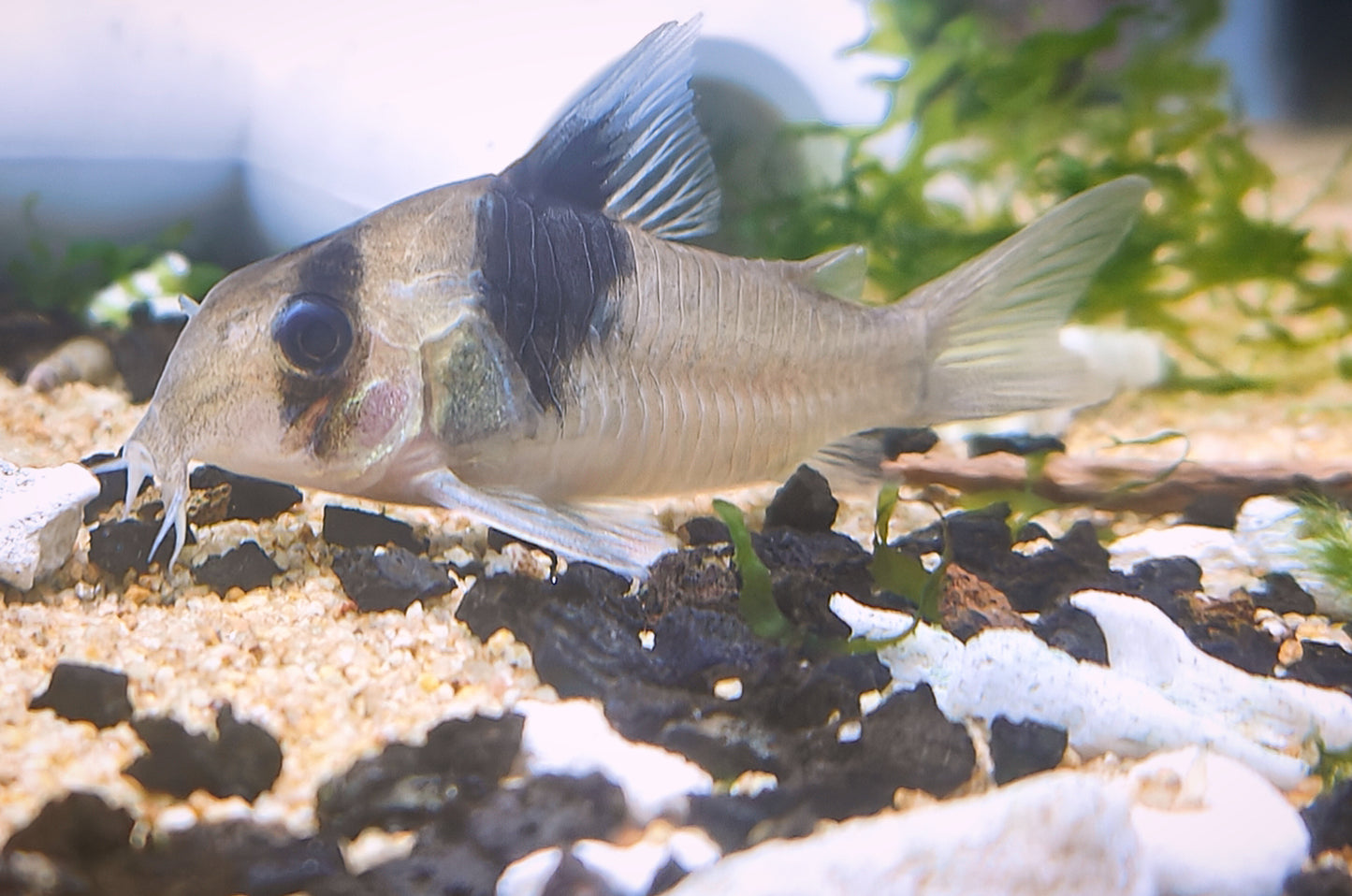 Corydoras CW49