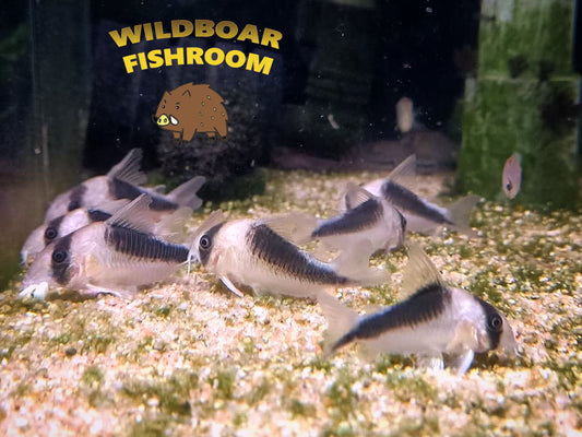 Corydoras CW106