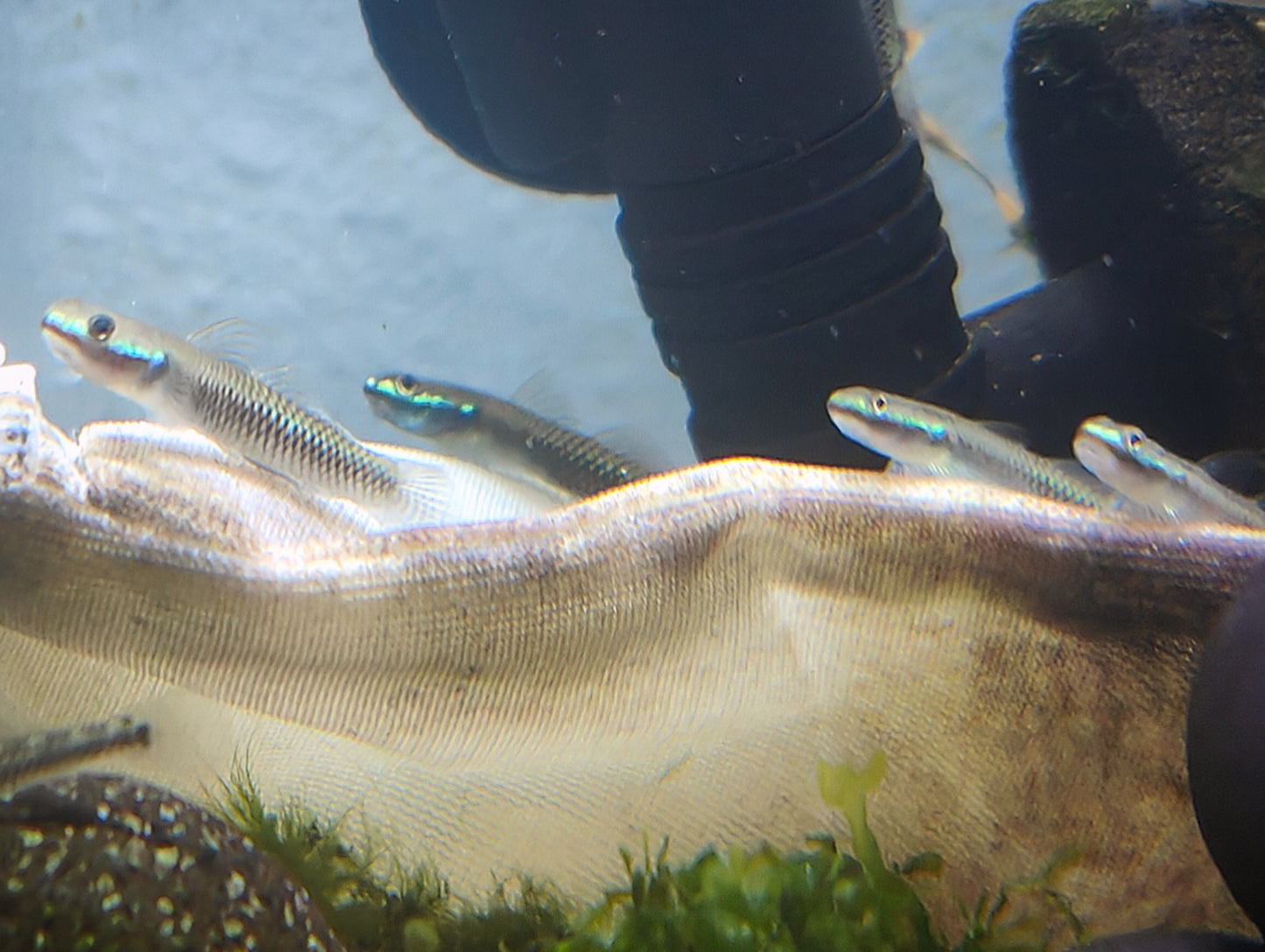 Blue neon goby (Stiphodon atropurpureus)
