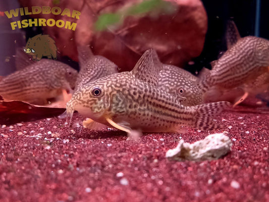 Corydoras sterbai