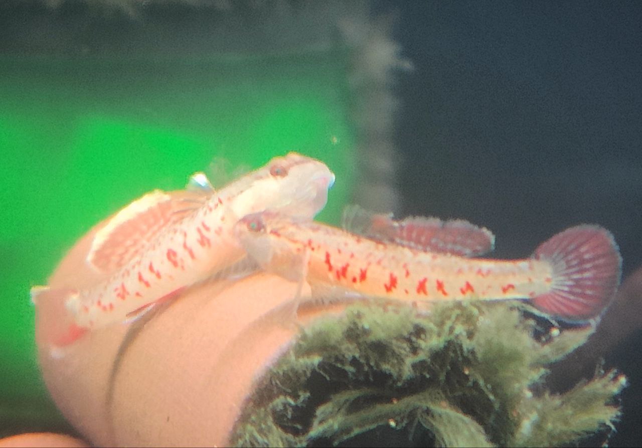 Zhou's scarlet goby (Rhinogobius zhoui) * WILD *
