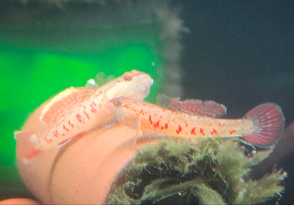 Zhou's scarlet goby (Rhinogobius zhoui) * WILD *