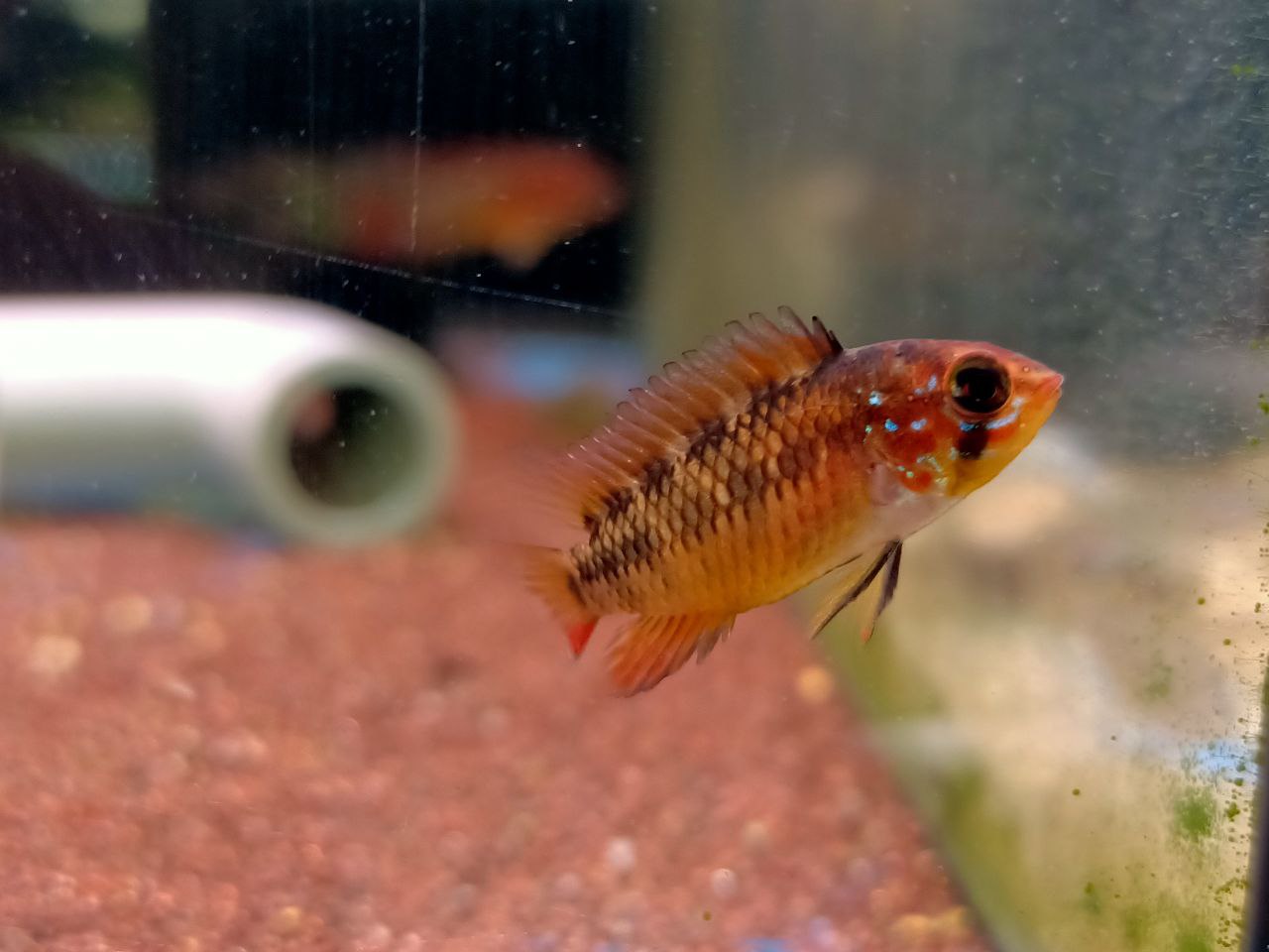 Apistogramma macmasteri (red shoulder macmasteri)