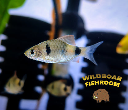 Narayan Barb (Pethia setnai)