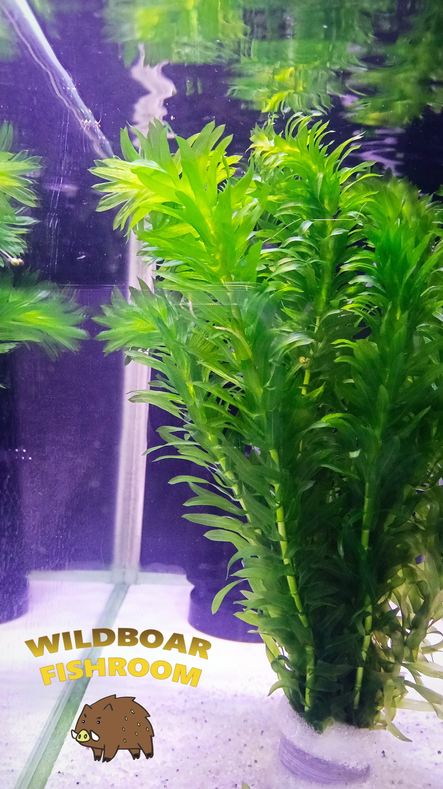 Egeria densa