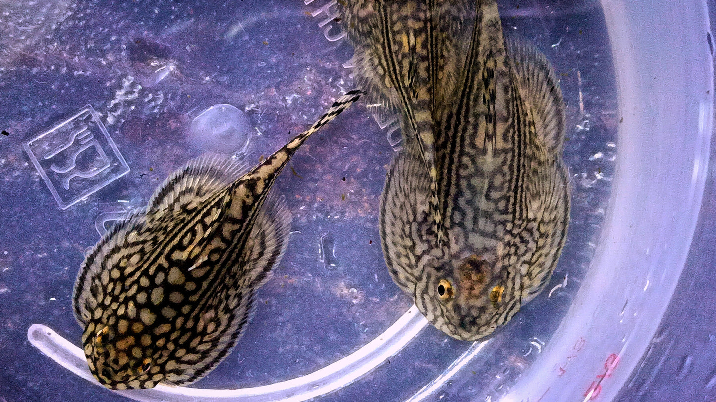 Hillstream Loach x 4