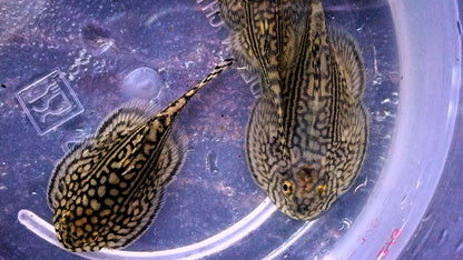 Hillstream Loach x 4