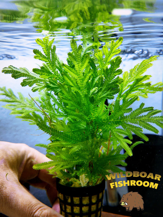 Selaginella Willdenowii (Spike Moss)