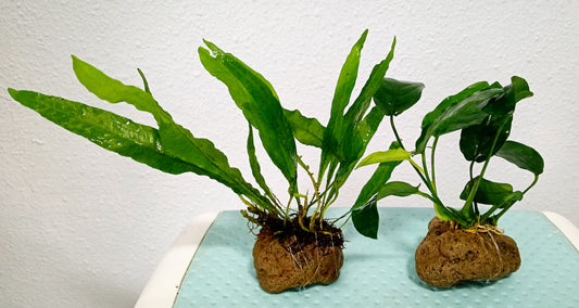 Java fern on rock x 1 and Anubias nana on rock x 1