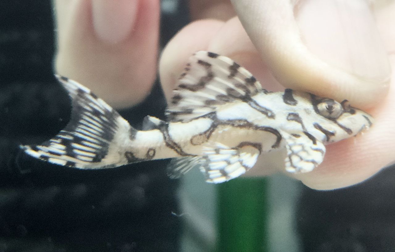 L236sw Pleco