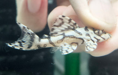 L236sw Pleco