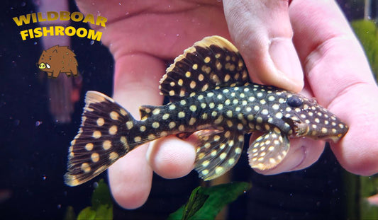 L18 Pleco