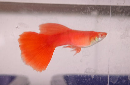 Albino Hi-fin Full red guppy PAIR