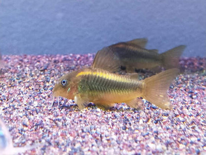 Corydoras Goldline x 2 and Corydoras schultzei black x 2