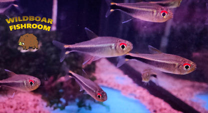 Rio meta tetras (Hyphessobrycon metae)