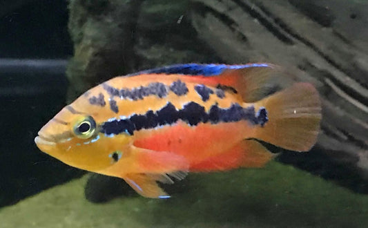 Salvini Cichlid (Cichlasoma salvini)