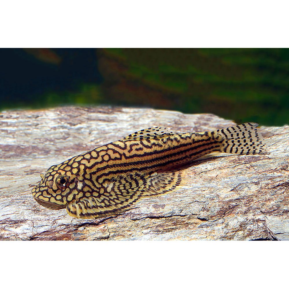 Hillstream Loach (Sewellia lineolata) * WILD *