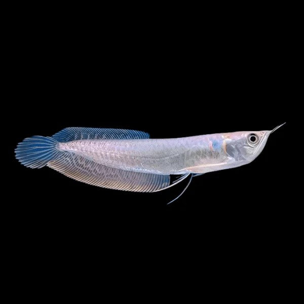 Silver Arowana (Osteoglossum bicirrhosum)