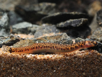 Spotted Kuhli Loach (Pangio muraeniformis) * WILD *