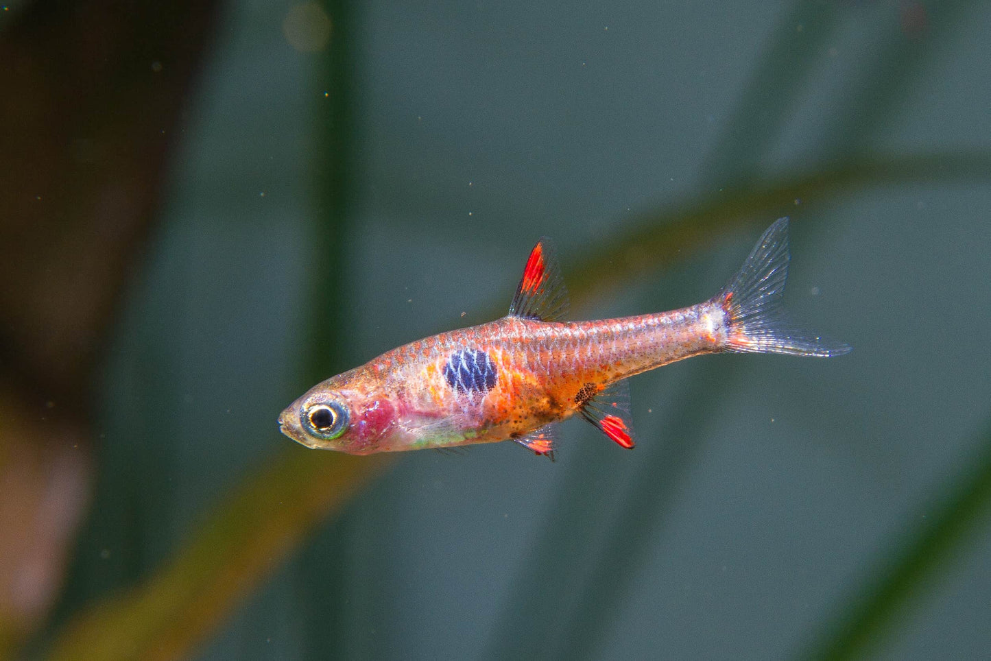 Strawberry rasbora (Boraras naevus)