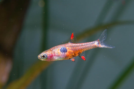 Strawberry rasbora (Boraras naevus)