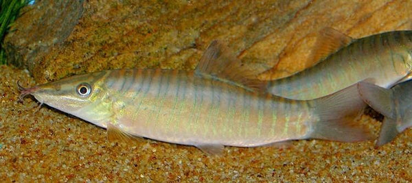 Green Tiger Loach (Syncrossus hymenophysa) *WILD* – Wildboar Fishroom