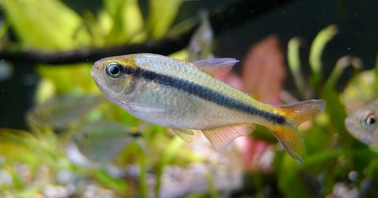 Imperial Lapis (Hyphessobrycon cyanotaenia) * WILD *