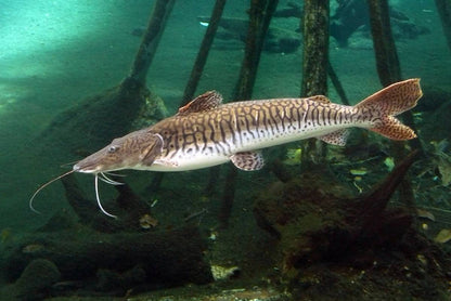 Tiger Shovelnose Catfish (Pseudoplatystoma fasciatum)