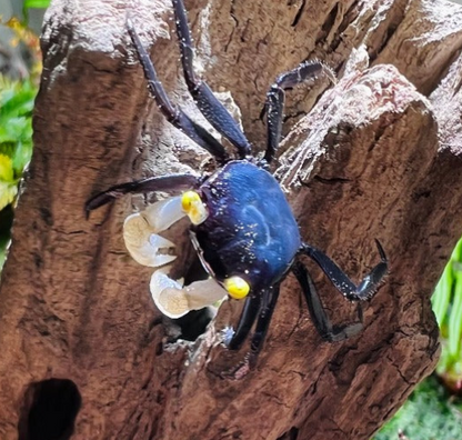 White Gloves vampire crab