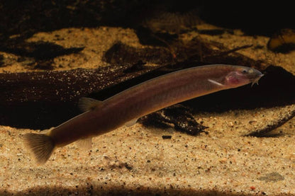 Black Kuhli Loach (Pangio oblonga) *WILD*